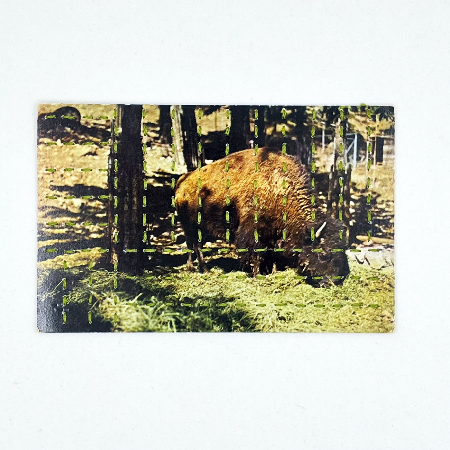vintage postcard of a buffalo grazing in a forest, hand stitched with pine green thread in a basketweave pattern